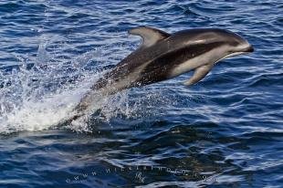 photo of Sea Creatures