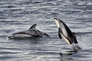 photo of Dolphin Images Playing Jumping Animal