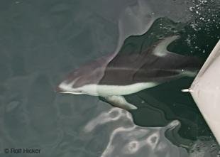 photo of Bow Wave Dolphin Photo
