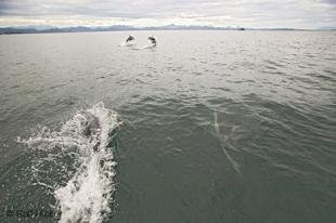 photo of British Columbia Dolphin Picture