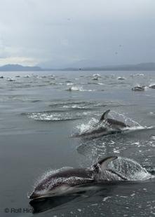 photo of Large herd wild dolphins British Columbia coast