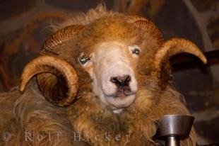 photo of Drysdale Sheep