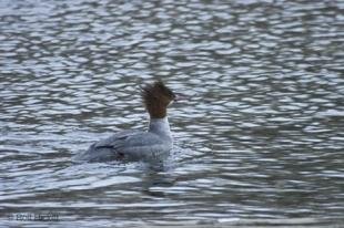 photo of Duck Pictures