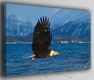 photo of Flying Eagle Alaska Mountains Canvas Fine Art Photo