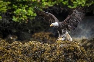 photo of Bald Eagle Eating Seagull