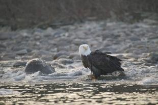 photo of Eagle On River