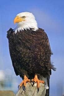 photo of Eagle Portrait With Talons