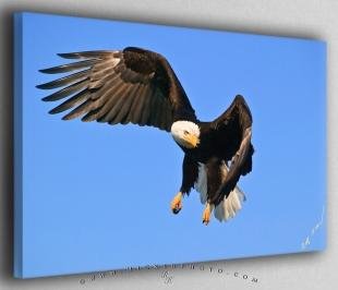 photo of Eagle Turning in Flight Canvas Fine Art Photo