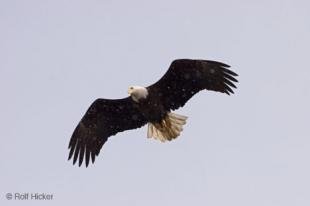 photo of eagle flying