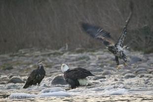 photo of Bald Eagles Feeding Spawning Salmon