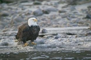 photo of eagle birds