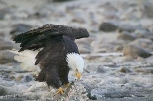 photo of Big Bird Bald Eagle