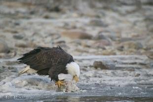 photo of birds of prey pictures