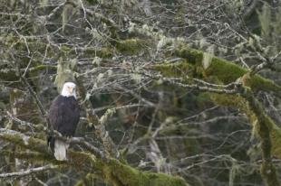 photo of bald eagles squamish