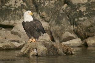 photo of Eagles Bird Sitting along River