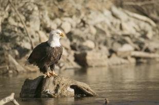 photo of American Eagle In River