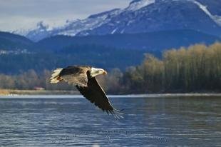 photo of Bald Eagle flying