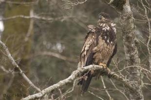 photo of pictures of bald eagle