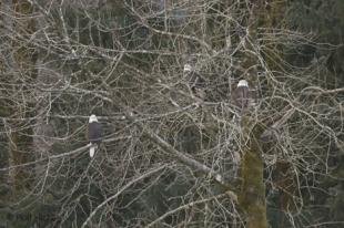 photo of bald eagles