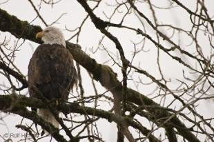 photo of images of eagles