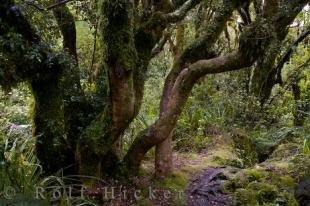 photo of Egmont National Park Rainforest New Zealand