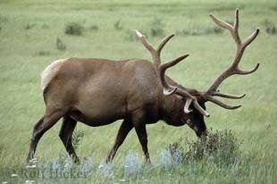 photo of elk bull