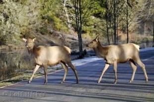 photo of Elk Pictures