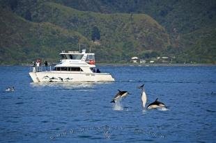 photo of Encounter Kaikoura Dolphin Watching