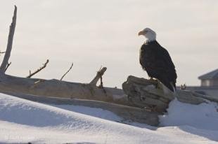 photo of Endangered Bald Eagle Winter