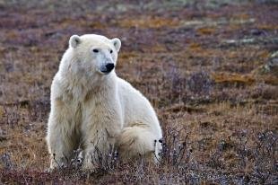 photo of Endangered Animal Polar Bear Global Warming
