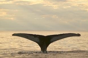 photo of Great Big Sea