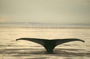 photo of humpback whale tail picture