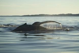 photo of humpback whales newfoundland