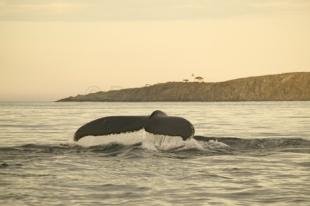 photo of humpback whale and lighthouse