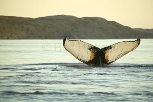 photo of stock photo of a humpback whale