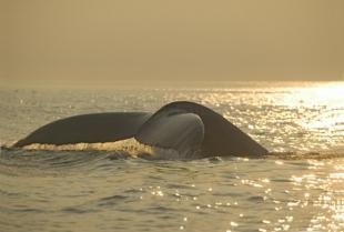 photo of humpback whale photo