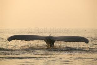 photo of Humpback Whale endangered Megaptera novaeangliae