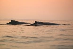 photo of Two Humpback Whales Sunset