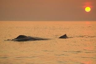 photo of Sunset Over Humpback Whale