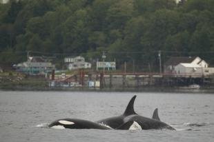 photo of Offshore Killer Whales