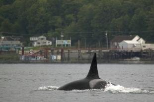 photo of Whale watching Port McNeill