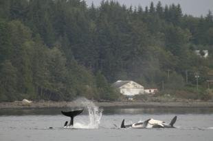 photo of offshore killer whale pod