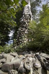 photo of Old Cedar Tree