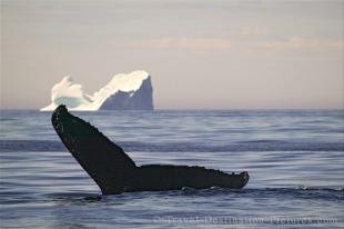 photo of whale fluke