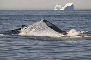 photo of humpback whales and icebergs