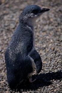 photo of Picture Of A Fairy Penguin