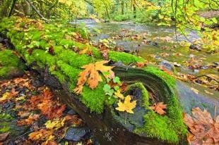 photo of Fall River Picture Goldstream Provincial Park Vancouver Island