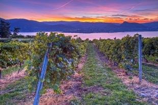 photo of Fall Sunset Vineyard Lake Scenery Okanagan