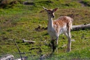 photo of Fallow Deer Picture Parc Omega