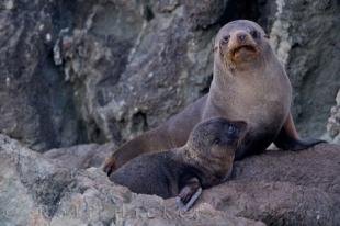 photo of New Zealand Fur Seal Family Reunion